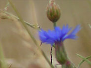 Le bleuet fleur des champs