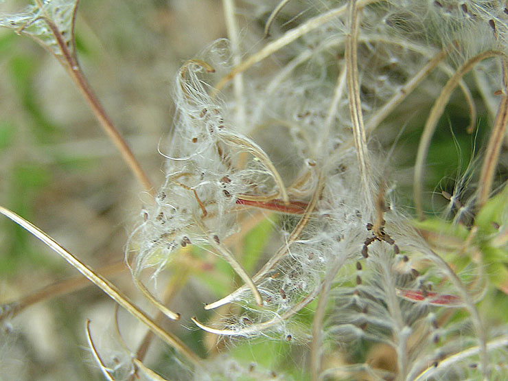 graines d'épilobe en toile d'araignée
