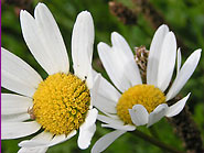 fleurs de marguerite