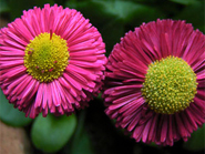 photo libre de pâquerettes de jardin