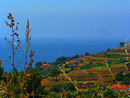 paysage provençal avec la mer